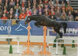 Succes op hengstenkeuring in Den Bosch 2010