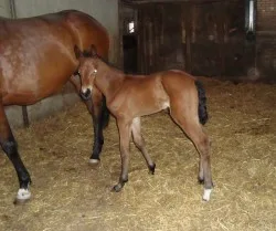 Hoera de eerste veulentjes zijn geboren!