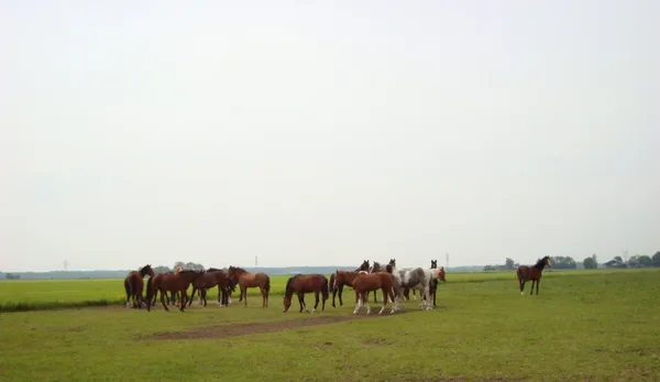 Hoera de eerste veulentjes zijn geboren!