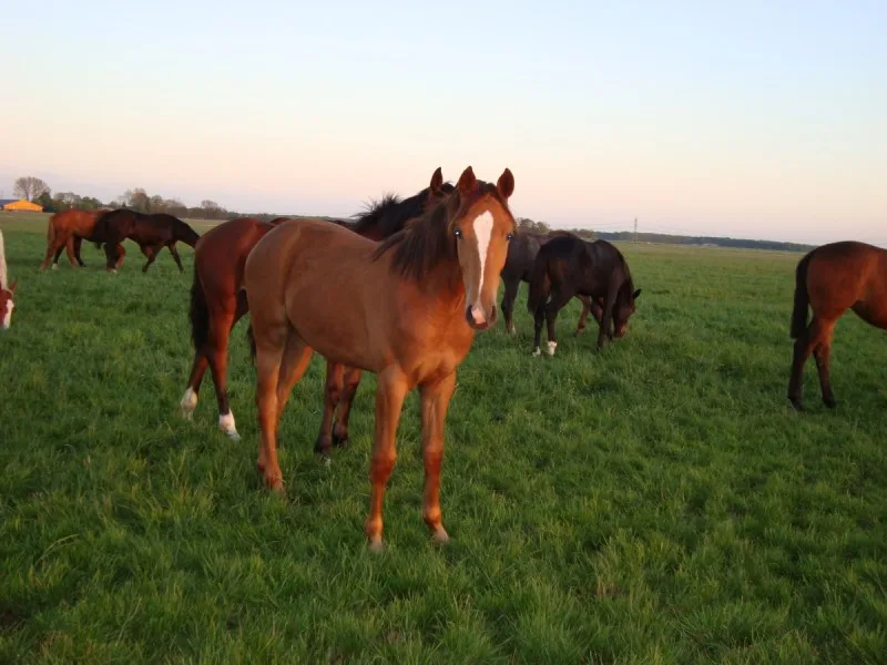 Twee Sterren; succes op de keuring in IJsselmuiden