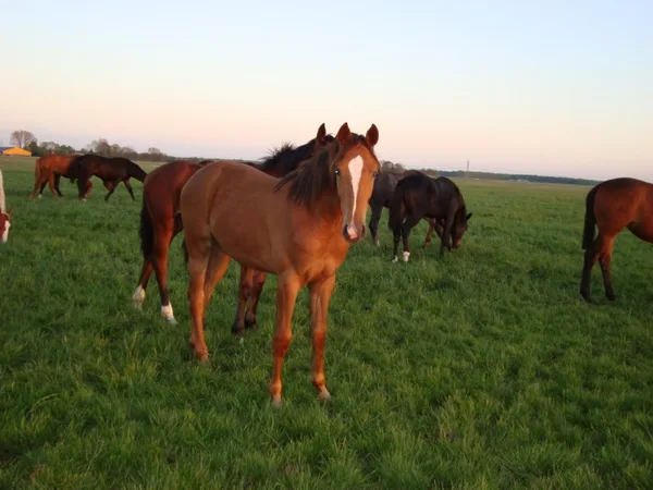 Twee Sterren; succes op de keuring in IJsselmuiden