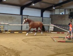 Twee Sterren; succes op de keuring in IJsselmuiden