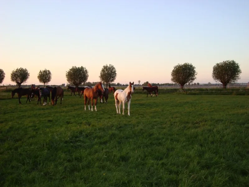 Door hevige regenval de paarden tijdelijk op stal!