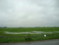 Door hevige regenval de paarden tijdelijk op stal!