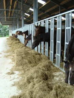 Door hevige regenval de paarden tijdelijk op stal!