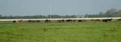 Weer in de wei!