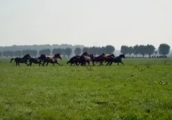 Weer in de wei!