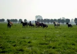 Weer in de wei!
