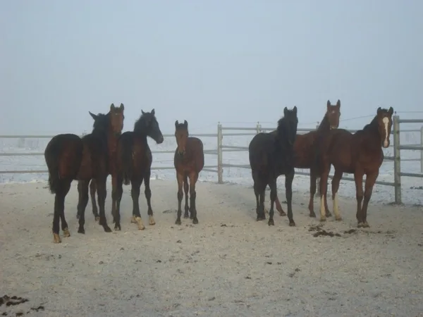 Veel geluk in 2011!
