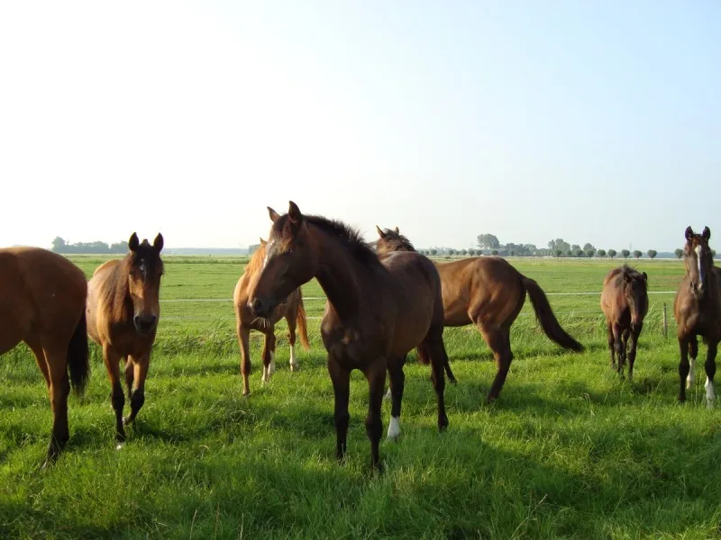 Röntgenen van uw paard