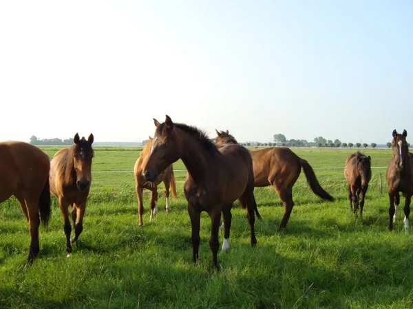 Röntgenen van uw paard