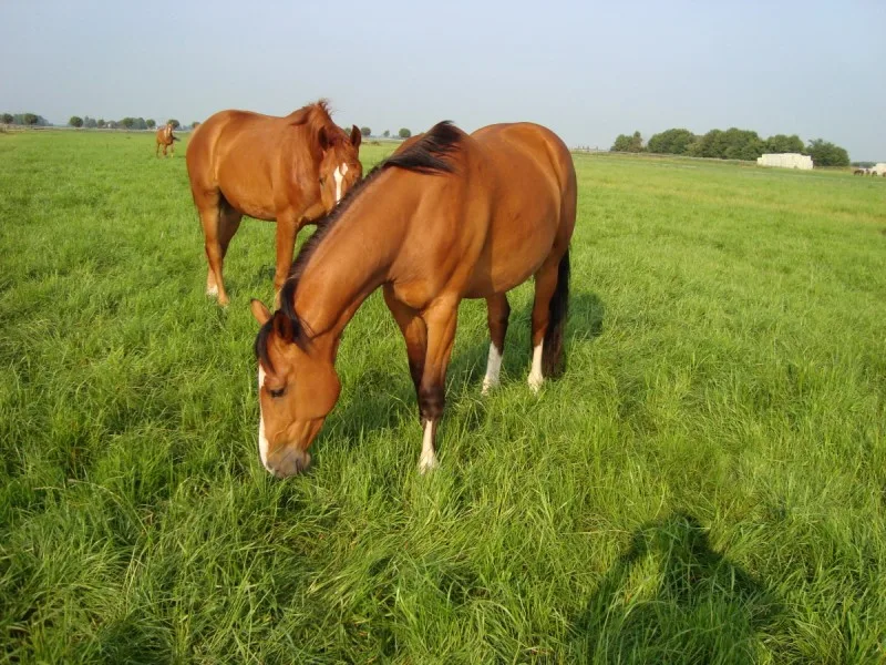Weer in de wei!
