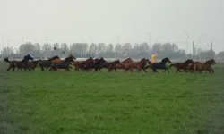 blij in de wei