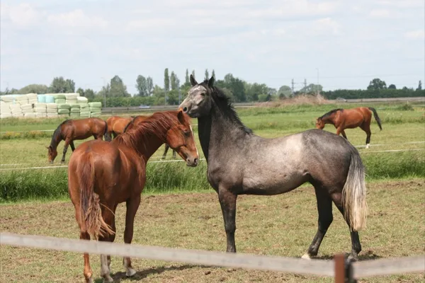 duidelijkheid BTW tarieven paardenhouderij