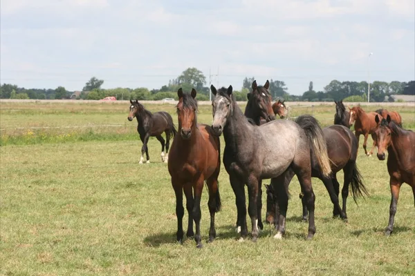 Ster op stamboekkeuring IJsselmuiden 23-06-2012