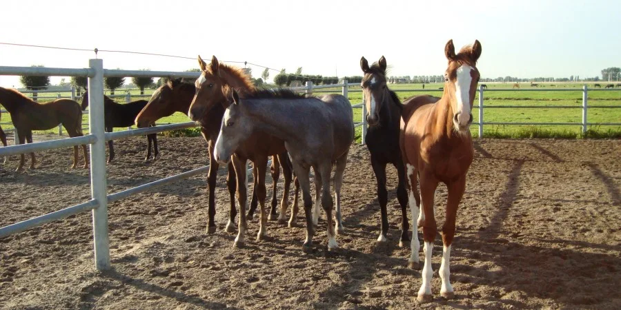 röntgenen van uw paard