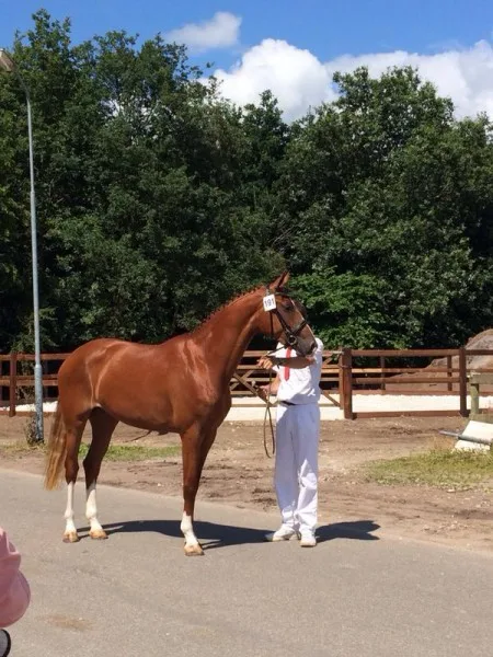 Voorlopig keur Gorgeous uit onze opfok