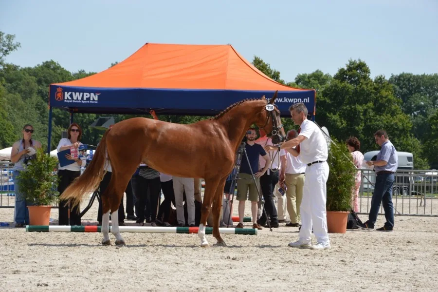 Voorlopig keur Gorgeous uit onze opfok